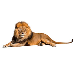 Lion, León, Felino, Feline, Animal, King, Rey, Majestuoso