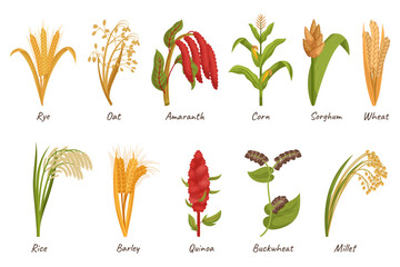 Cereal Grain Plants Are Cultivated For Their Edible Seeds, Providing A Staple Food Source. Wheat, Rice, Corn or Oats