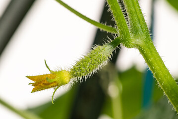 Small young cucumber with a flower on a branch close-up