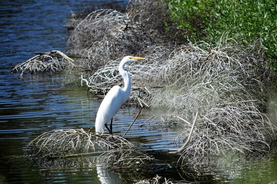 Heron Stands Gracefully in Creek Water