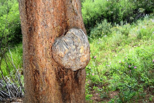 Tree Burl Holds its own Beauty