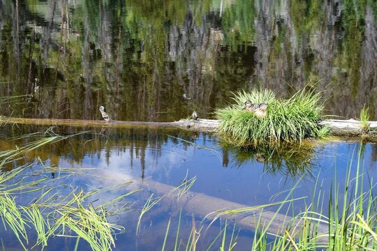 Two Ducks Relax in Mountain Lily Pond