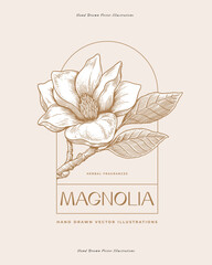Logo template with magnolia color in engraving style. Beautiful ornamental plant, vector illustration. Emblem for floral design in perfumery and cosmetology. Botanical illustration.