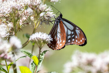 フジバカマの蜜を吸うアサギマダラ
