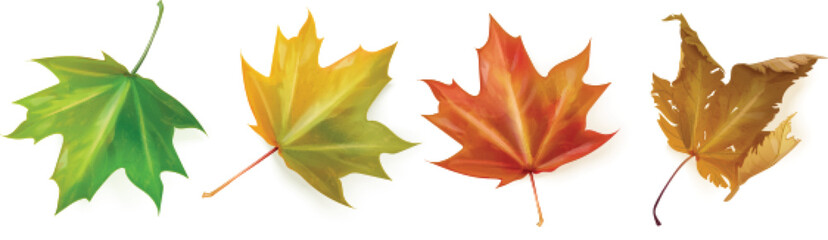 Realistic maple leaf. Red maples leaves aging, autumn life canada symbol, single beauty fall dry leafs of september november season flora, isolated exact 3d vector illustration