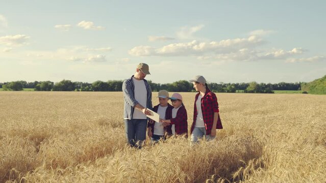 Happy family of farmers are walking in wheat field. Farmers parents, children, work in field. Young happy family is teaching children how to grow wheat. Family business concept. Dad, mom, son daughter