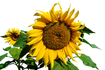 Sunflower transparent background