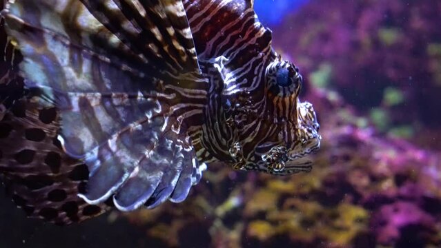Close up shot of a lion fish head underwater. 4K 30 fps