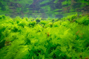 Sea lettuce green algae underwater (Ulva lactuca seaweed) below water surface in the Atlantic...