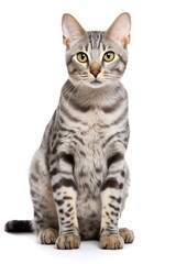 Naklejka premium Egyptian Mau cat in front of white background, isolated on white