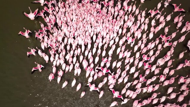 Aerial drone footage of a huge colony of lesser flamingos Phoenicopterus minor. Flying close to flamingos near Walvis Bay in Namibia. Rosy flamingo birds feeding in a lagoon. High quality 4k footage
