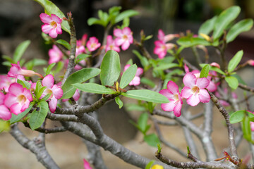 Adenium obesum tree with pink flowers. Green leaves