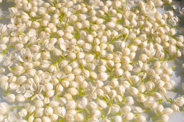 Thai jasmine flowers soaked in water