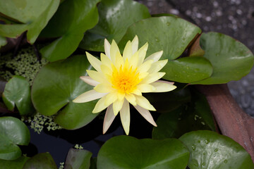 Beautiful yellow water lily. Lotus flower with green leaves