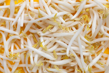 Bean sprouts on yellow background