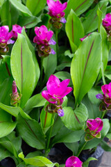 Pink flower of curcuma sessilis gage plant