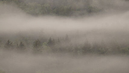 fog on the lake