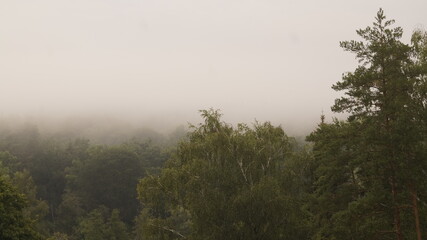 Obraz na płótnie Canvas mist in the forest
