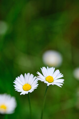 Chamomile or daisy flowers, close up, selective focus