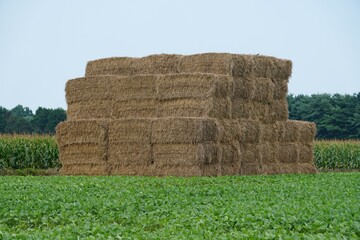 Large stack of hay on a field near Milton, Delaware, U.S.A © Khairil