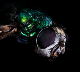 moscow super macro view insect