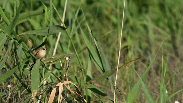 Bird bearded tit sits on a reed. Panurus biarmicus. Slow motion.
