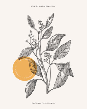 Branch of fragrant camphor in engraving style. Aromatic tropical plant. Botanical vector illustration for floral design in medicine and cosmetology.