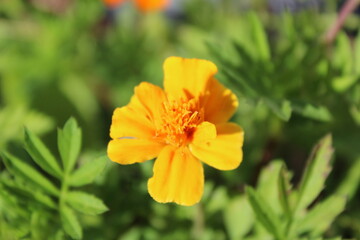 Full bloom marigold flower close up