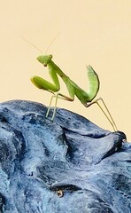 CREMONA (Lombardie - Italie)