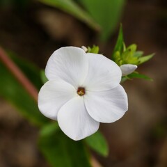Phlox 'Schneewanine'