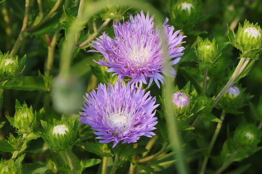 2 Stokes' Asters