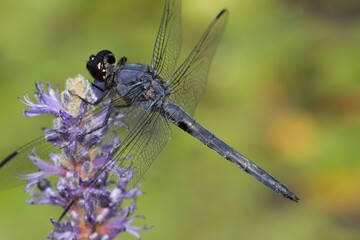 slaty skimmer