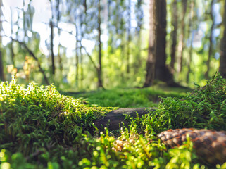Forest studio background of backdrop for nature product photos. Nice backlighting and fallen tree to place the products on with green natural moss. Spruce cone in foreground. Photo from Finland
