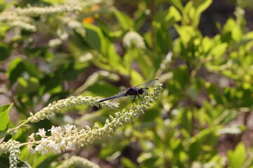 Dragonfly silhouette
