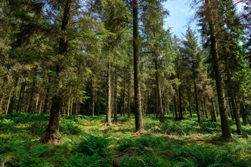 Forest with fern leaves and pine trees