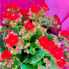 Small red flowers in a vase. side view. gift, mother's day, congratulations