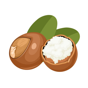 Vector illustration, shea butter, isolated on white background.