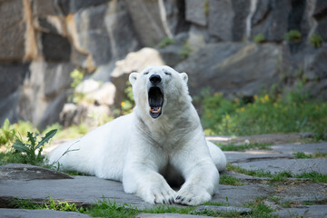Funny polar bear. Polar bear sitting funny pose.