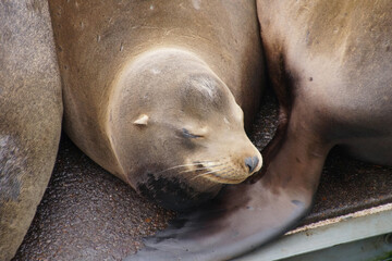 Solitary California sea lion resting