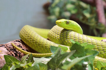 Gewöhnliche Mamba / Eastern green mamba / Dendroaspis angusticeps