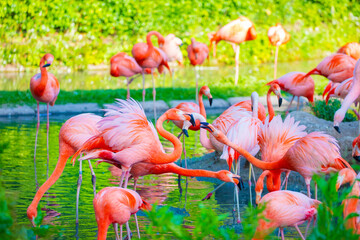 flamingos walking in water with green grasses background.