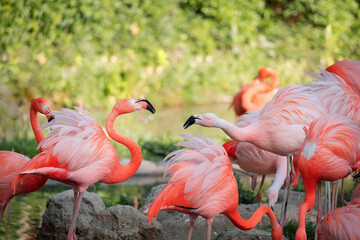 flamingos walking in water with green grasses background.