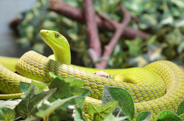 Gewöhnliche Mamba / Eastern green mamba / Dendroaspis angusticeps