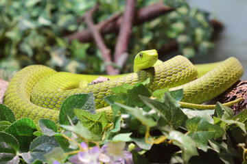 Gewöhnliche Mamba / Eastern green mamba / Dendroaspis angusticeps