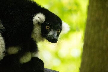 Black and white Ruffed Lemur closeup