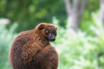 Fototapeta premium red-fronted brown lemur with long beautiful tail