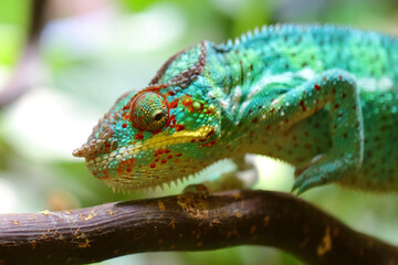 Pantherchamäleon / Panther chameleon / Furcifer pardalis.