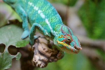 Pantherchamäleon / Panther chameleon / Furcifer pardalis.