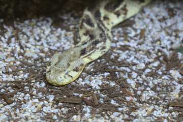 Puffotter / Puff adder / Bitis arietans