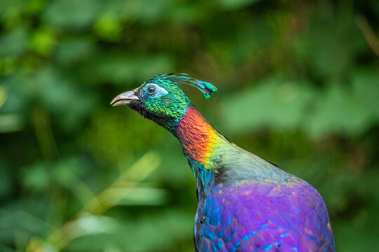 Himalayan monal (Lophophorus impejanus) monal.